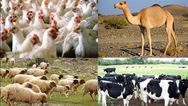 الزراعة في المنوفية: تراخيص فورية وقروض بفائدة 5% لدعم الإنتاج الحيواني