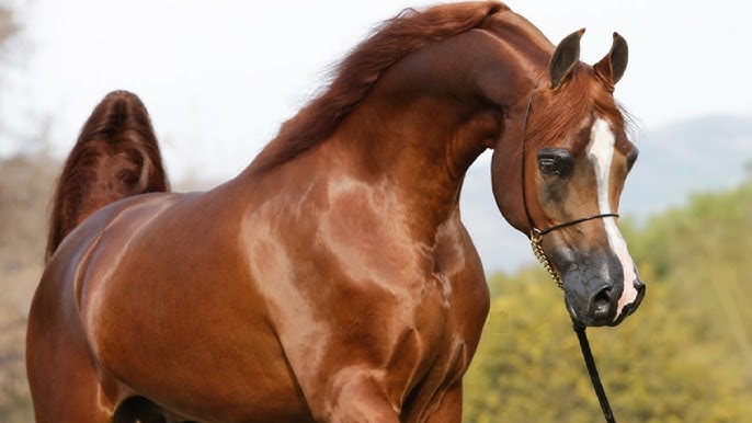 أفضل أنواع الخيول العربية والأجنبية والبدي بالصور