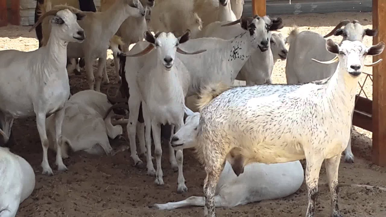 مواصفات الغنم البيشيات