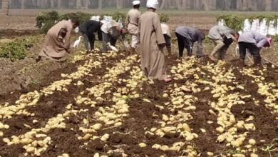 كم ينتج فدان البطاطس في مصر