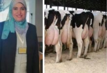 د صفاء سند رئيس بحوث تربية الأبقار