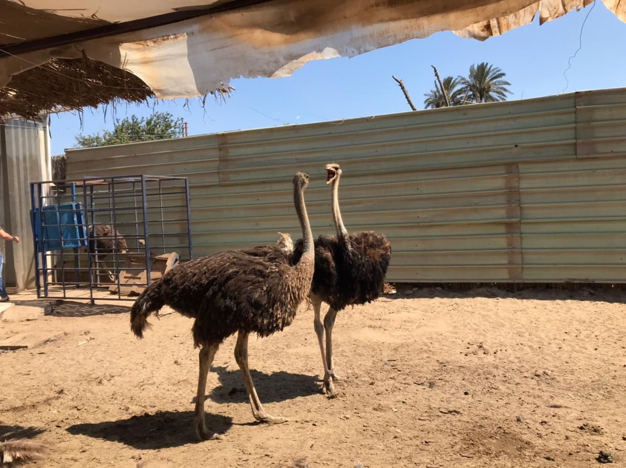 ماذا يأكل النعام