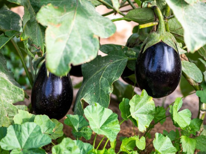 مواعيد زراعة الباذنجان في مصر