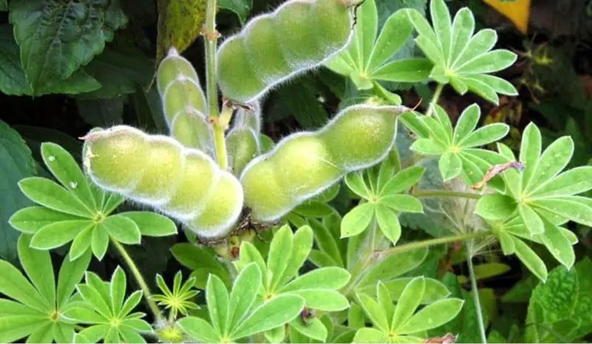 موعد زراعة الترمس