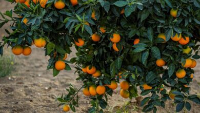 جدول مواعيد زراعة الأشجار المثمرة 2025