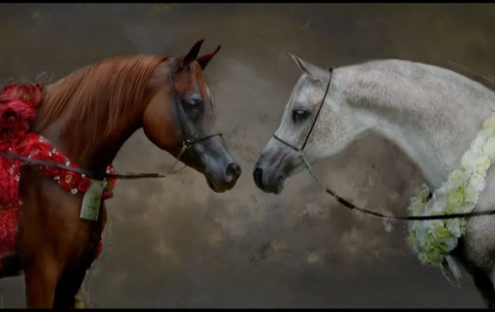 ما الفرق بين الخيل العربي الأصيل والخيل العادي ؟