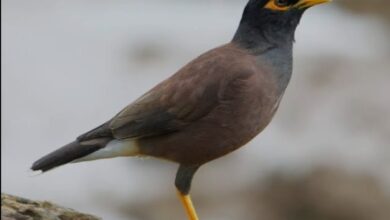 طائر الغازي