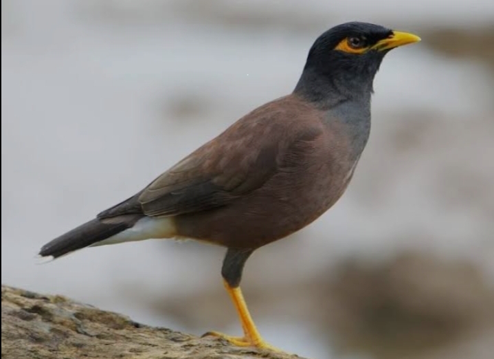 طائر الغازي