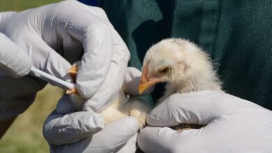 أفضل علاج الميكوبلازما في الدواجن