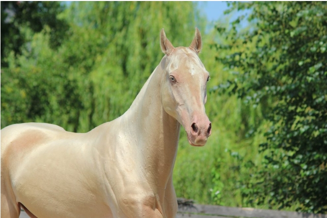 حصان أخيل تيكي
