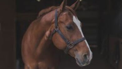 الخيل