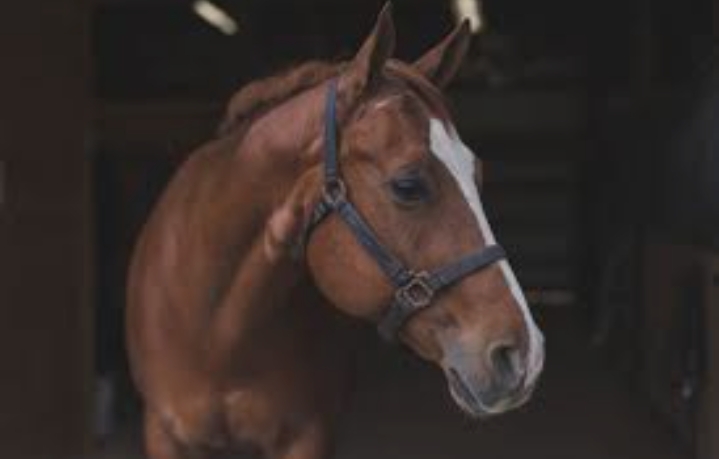 الخيل