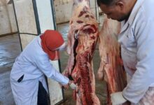 حملات بيطرية علي المجازر ومحلات بيض لحوم الدواجن
