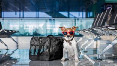 كيفية استخراج جواز سفر للكلاب 2025