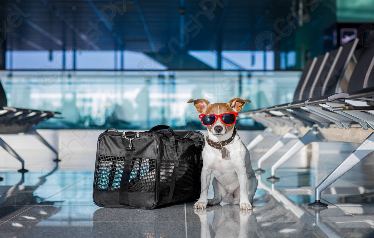 كيفية استخراج جواز سفر للكلاب 2025