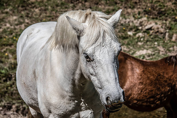 علامات غضب الخيل