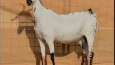 الغنم البيشيات