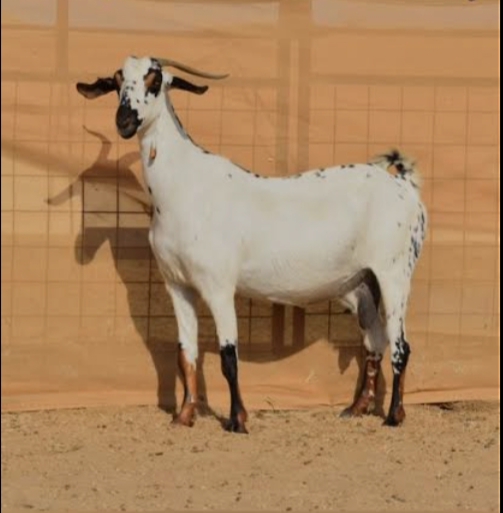 الغنم البيشيات