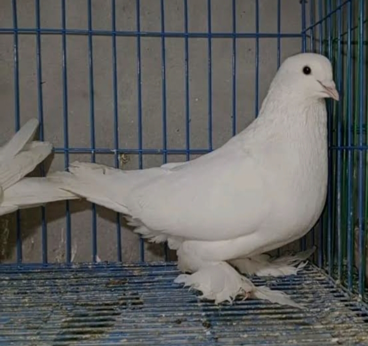 مواصفات الحمام القطاوي