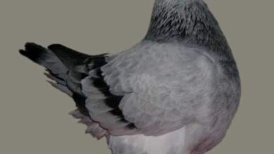 ماهو الحمام الفرنسي؟