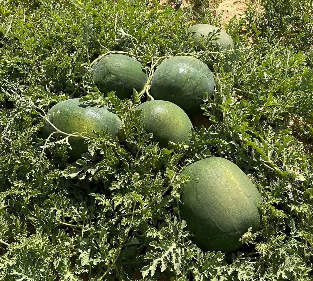 زراعة البطيخ في مصر