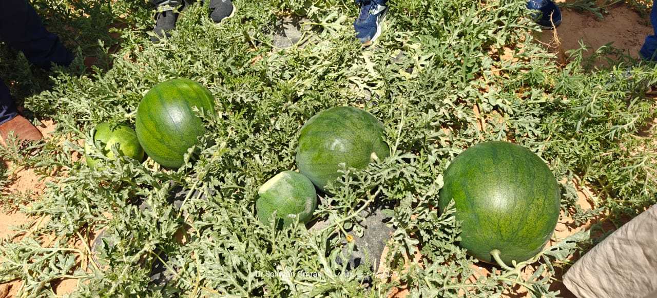 زراعة البطيخ في مصر