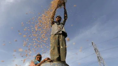 إنتاج القمح في الهند