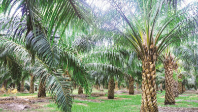 إنتاج زيت النخيل