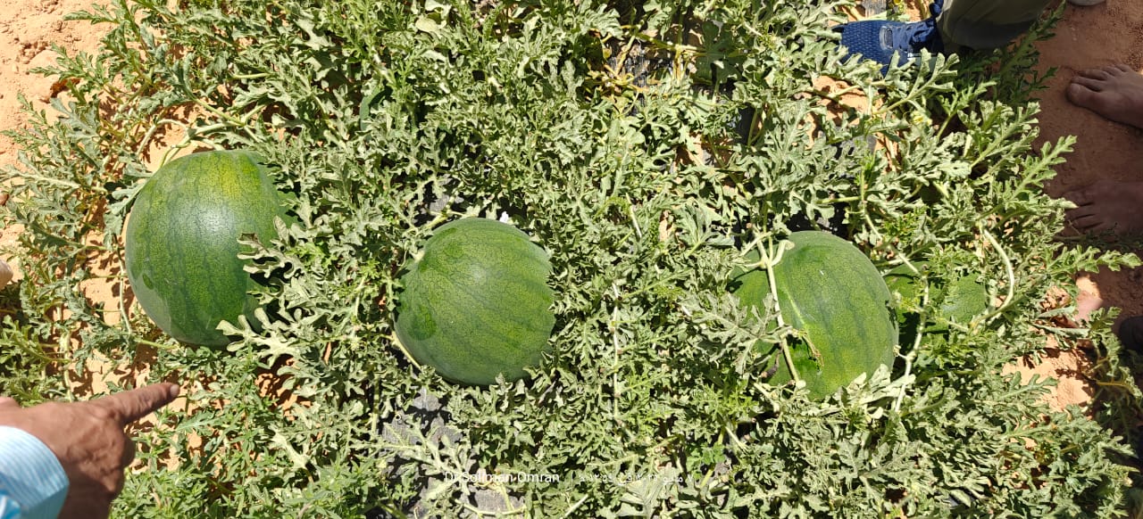 زراعة البطيخ في مصر