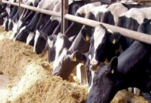 مشروعات الإنتاج الحيواني