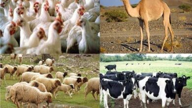 مشروعات الإنتاج الحيواني والداجني