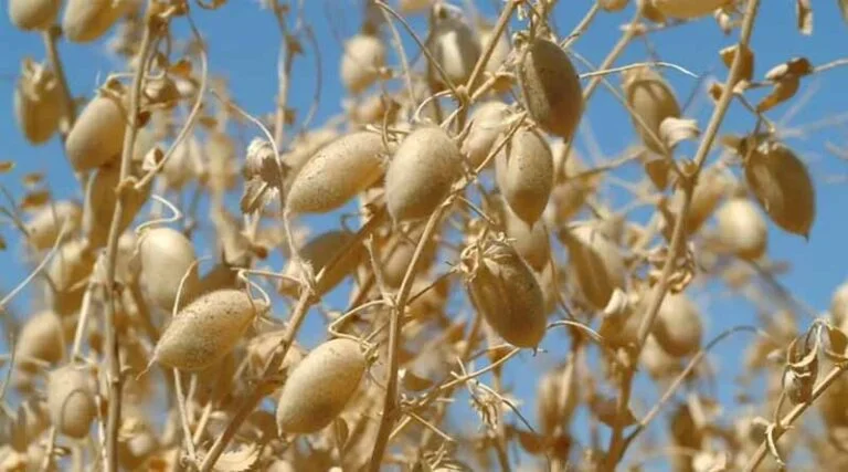 المحاصيل غير المأهولة
