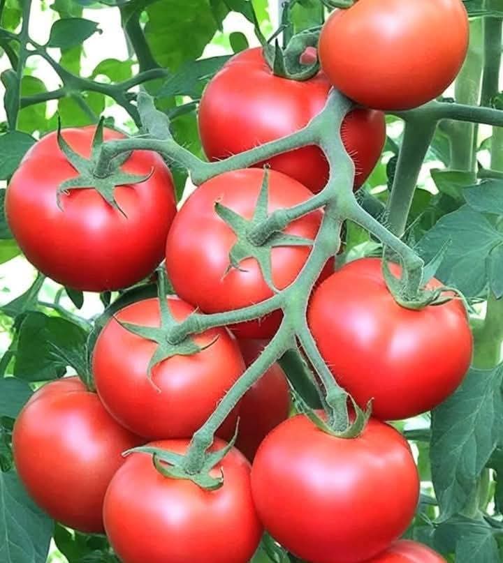 صادرات الطماطم