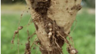 زراعة 33 ألف فدان من بنجر السكر ببني سويف ضمن التعاقدات مع مصنعي القناة بالمنيا والفيوم