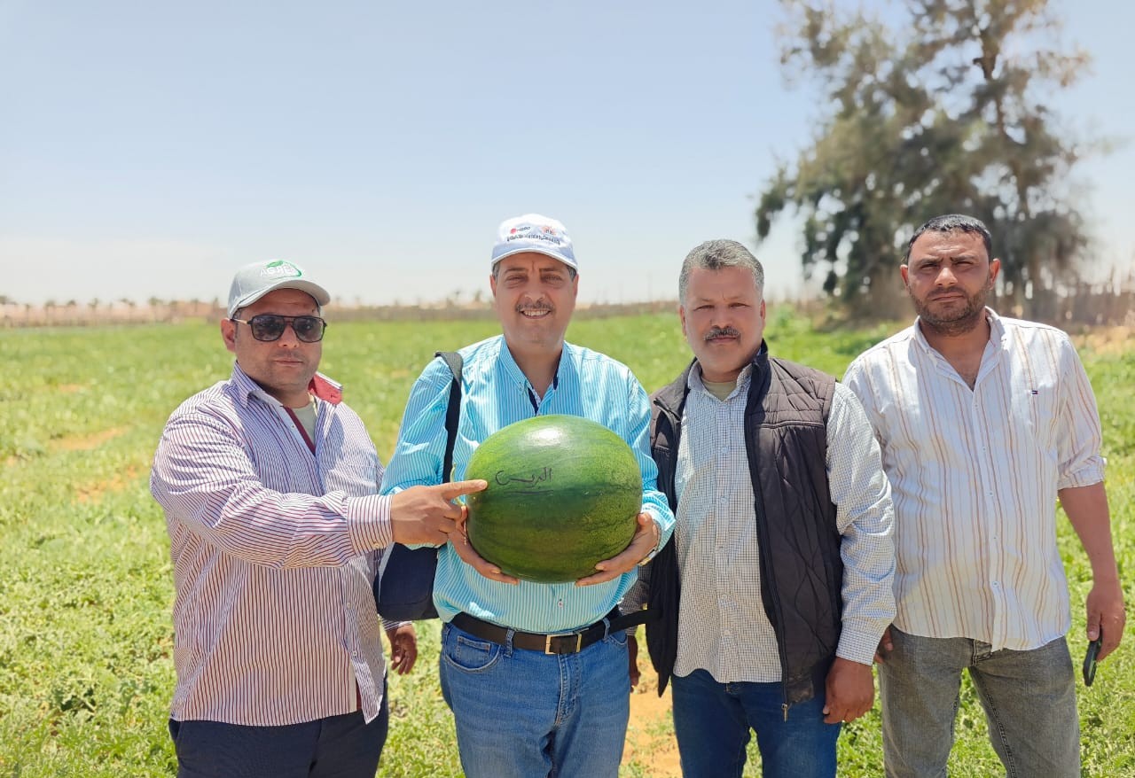 زراعة البطيخ في مصر