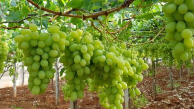 أسباب عدم إثمار شجرة العنب