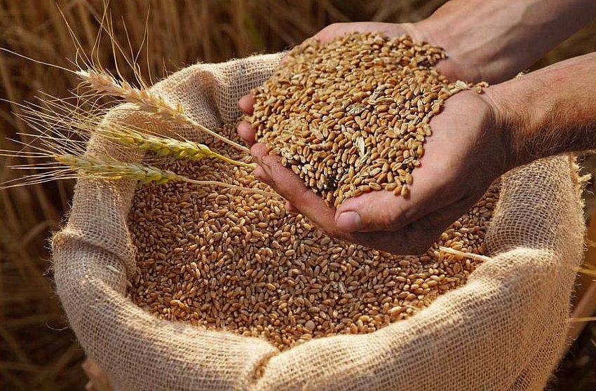 إنتاج القمح في باكستان