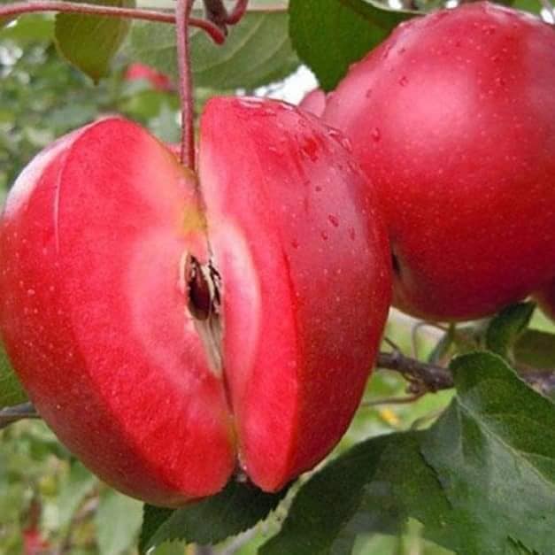 الزراعة السورية