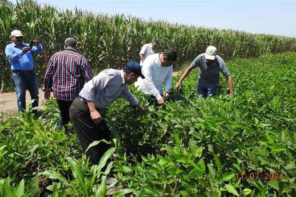 الزراعات التعاقدية