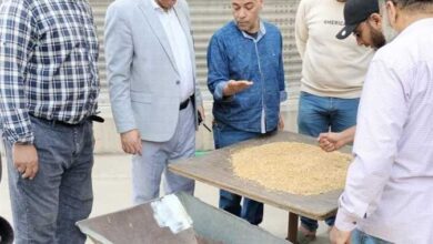 توريد القمح