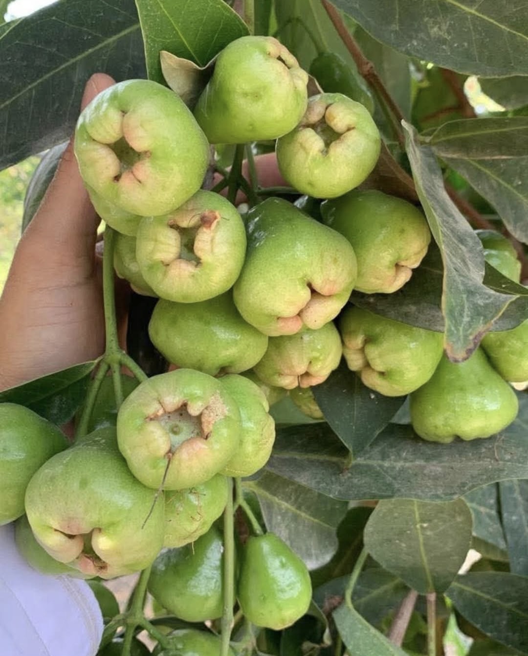 الزراعة في اليمن
