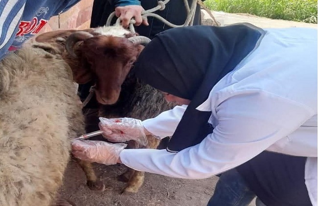 الثروة الحيوانية