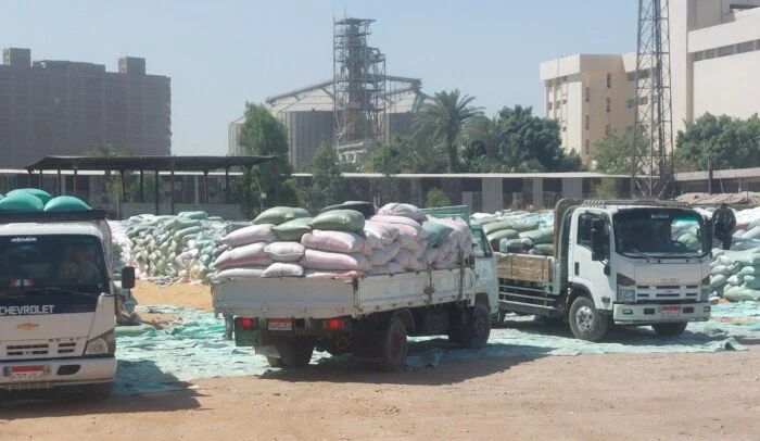 توريد القمح