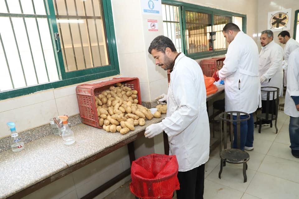 العفن البني