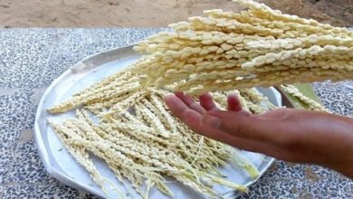 طريقة استخدام طلع النخيل