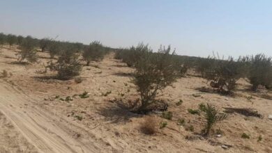 وزارة الزراعة تحذر من موجة حارة تضرب مصر لمدة أسبوعين