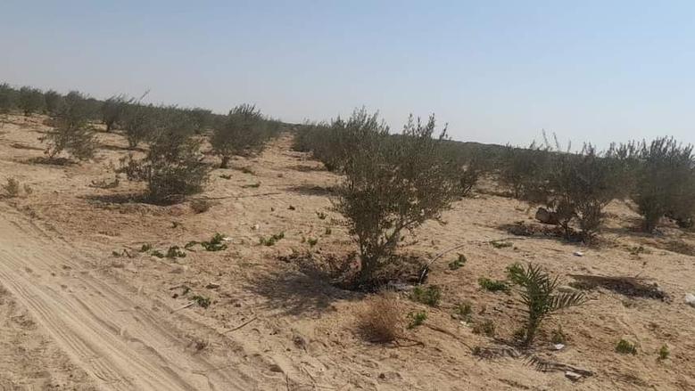 وزارة الزراعة تحذر من موجة حارة تضرب مصر لمدة أسبوعين