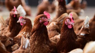 إنجلترا تسجل إصابة جديدة بإنفلونزا الطيور H5N1