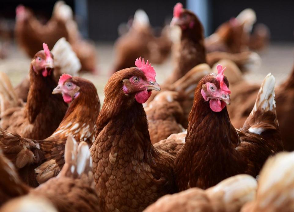 إنجلترا تسجل إصابة جديدة بإنفلونزا الطيور H5N1