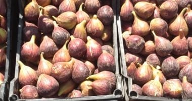وزارة الزراعة تصدر توصيات فنية لمزارعي التين